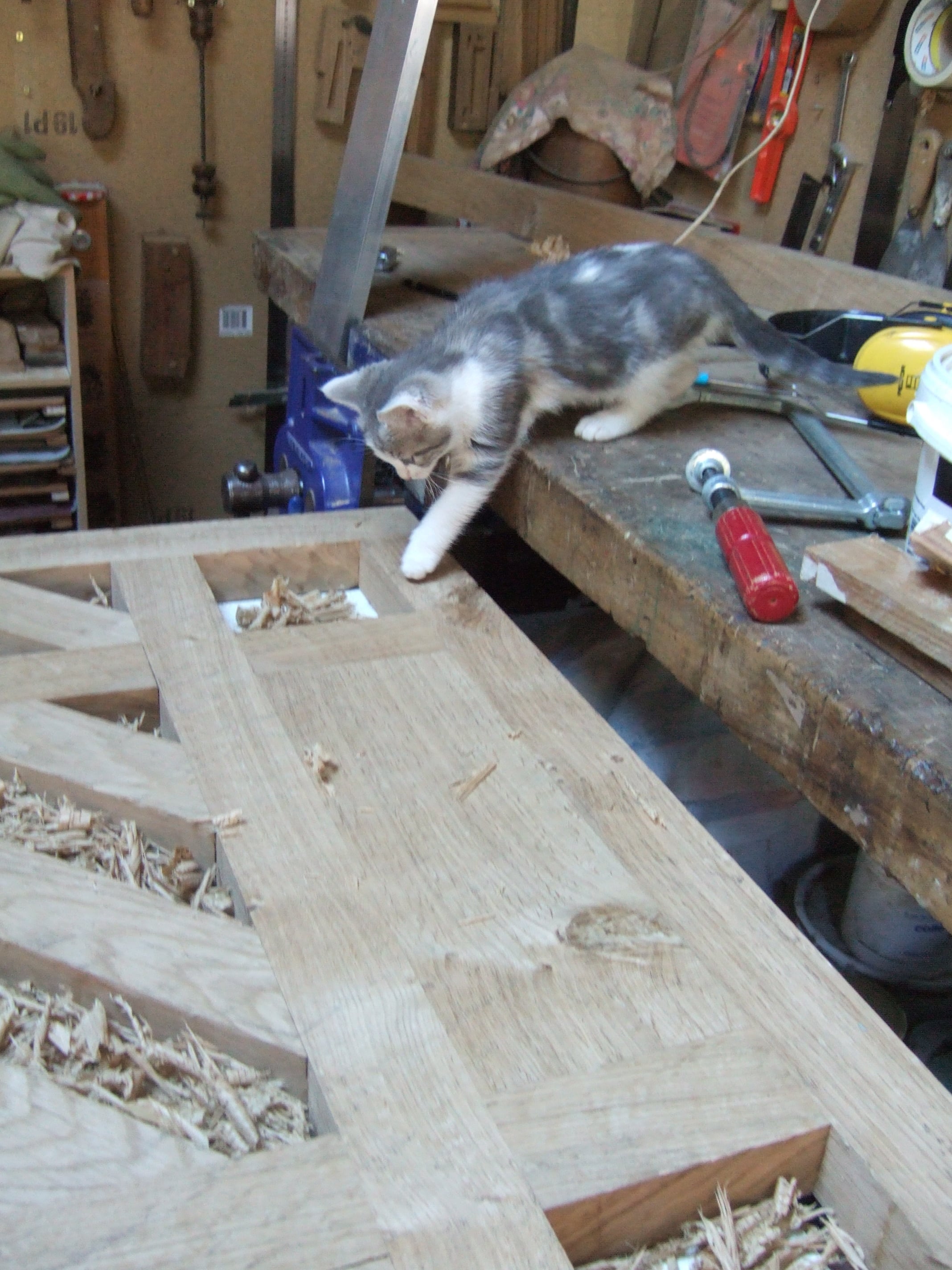 Chaton sur une structure en bois en cours de création à l'atelier